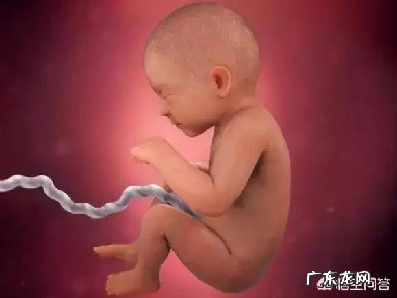 胎儿1-40周的发育过程如何?