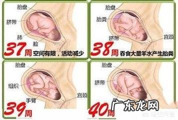 胎儿1-40周的发育过程如何?