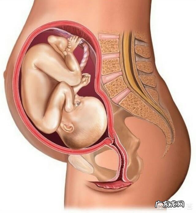 胎儿1-40周的发育过程如何?