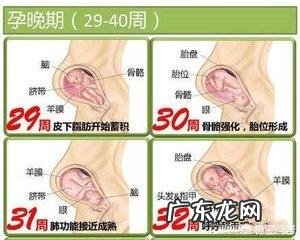 胎儿1-40周的发育过程如何?