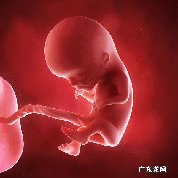 胎儿1-40周的发育过程如何?