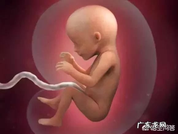 胎儿1-40周的发育过程如何?