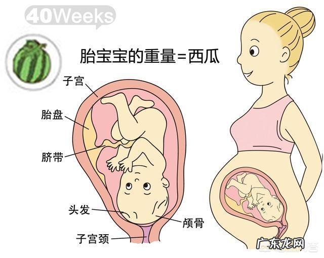 胎儿1-40周的发育过程如何?