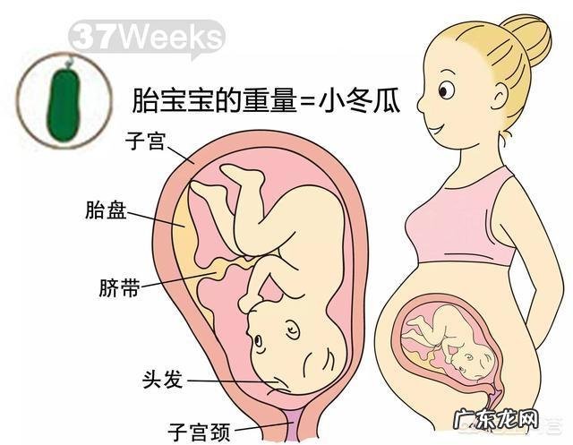 胎儿1-40周的发育过程如何?