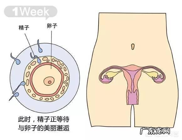 胎儿1-40周的发育过程如何？
