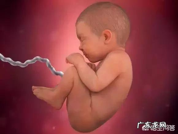 胎儿1-40周的发育过程如何?