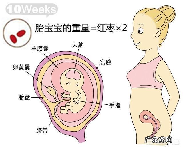 胎儿1-40周的发育过程如何？