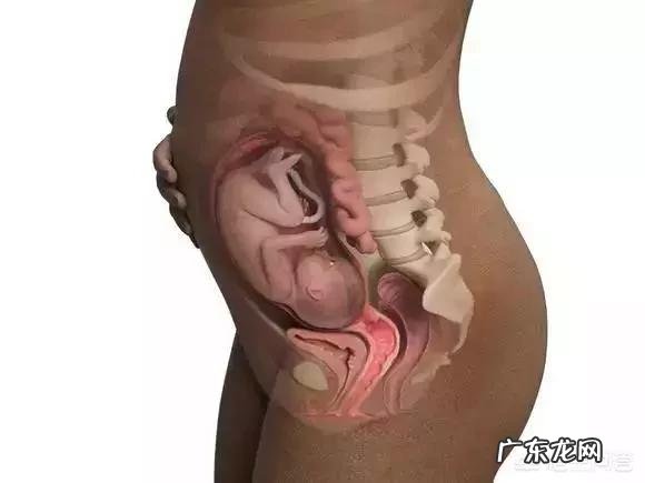 胎儿1-40周的发育过程如何?