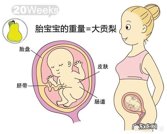 胎儿1-40周的发育过程如何?