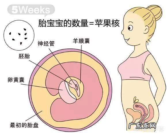 胎儿1-40周的发育过程如何？