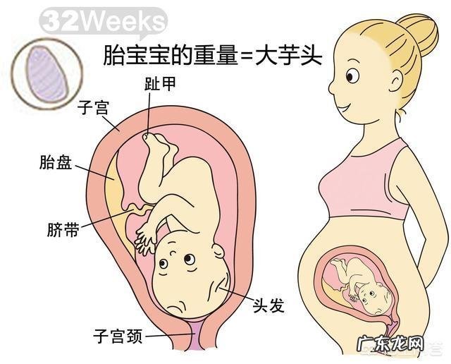 胎儿1-40周的发育过程如何?