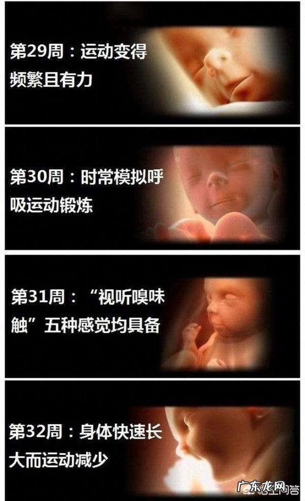 胎儿1-40周的发育过程如何？