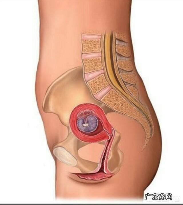 胎儿1-40周的发育过程如何?