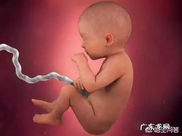 胎儿1-40周的发育过程如何?