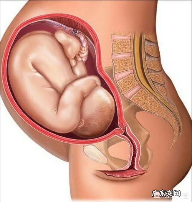 胎儿1-40周的发育过程如何?