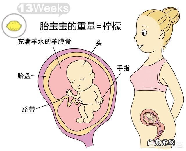 胎儿1-40周的发育过程如何?