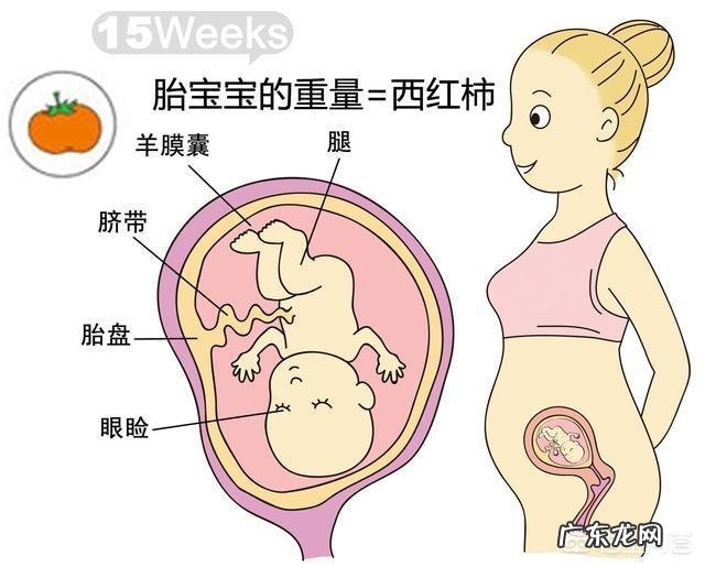 胎儿1-40周的发育过程如何?