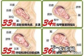 胎儿1-40周的发育过程如何?