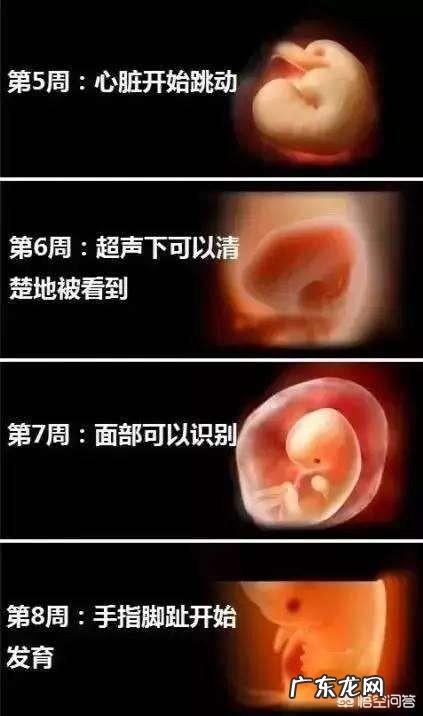 胎儿1-40周的发育过程如何？