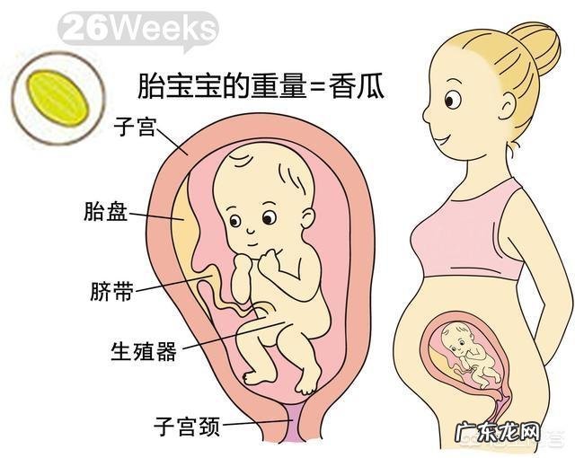胎儿1-40周的发育过程如何?