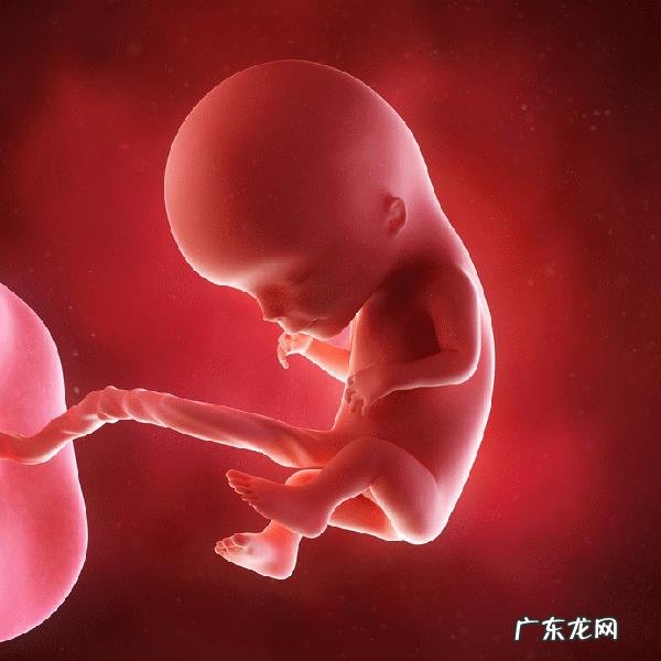 胎儿1-40周的发育过程如何?