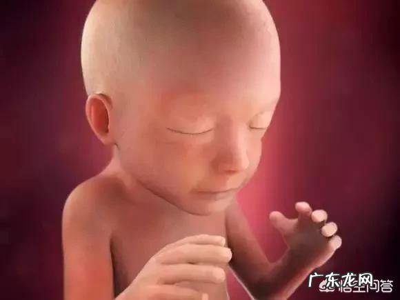 胎儿1-40周的发育过程如何?