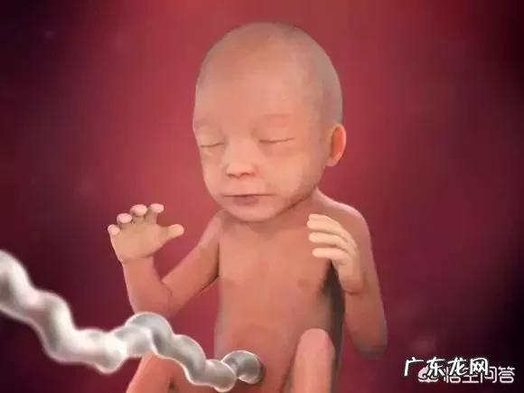 胎儿1-40周的发育过程如何?