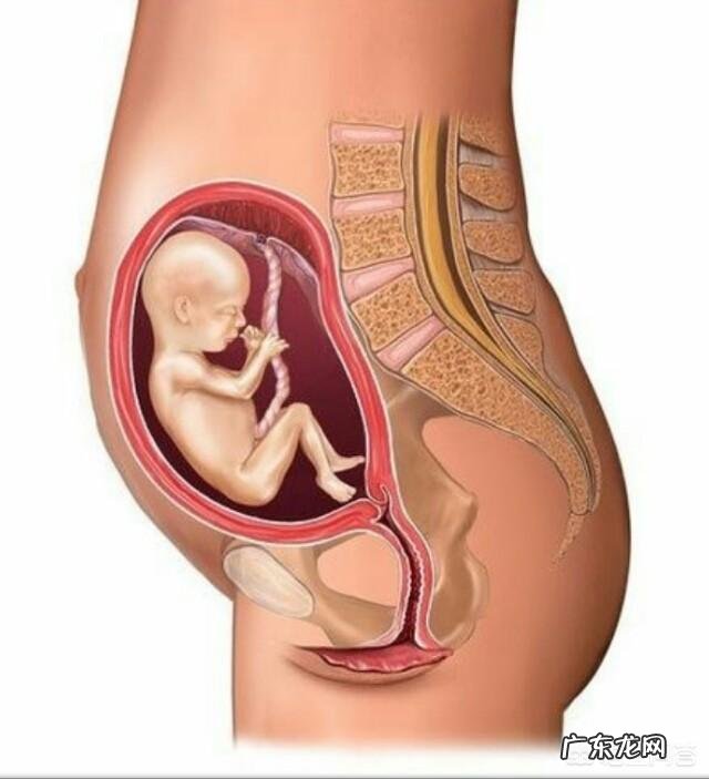 胎儿1-40周的发育过程如何?