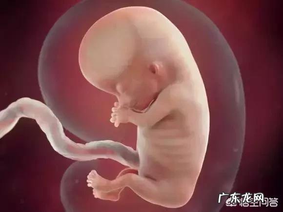 胎儿1-40周的发育过程如何?