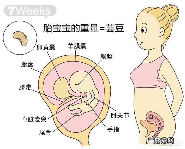 胎儿1-40周的发育过程如何？