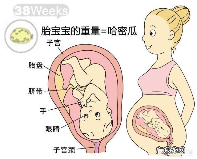 胎儿1-40周的发育过程如何?