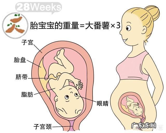 胎儿1-40周的发育过程如何?