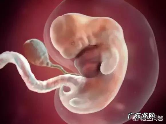 胎儿1-40周的发育过程如何?