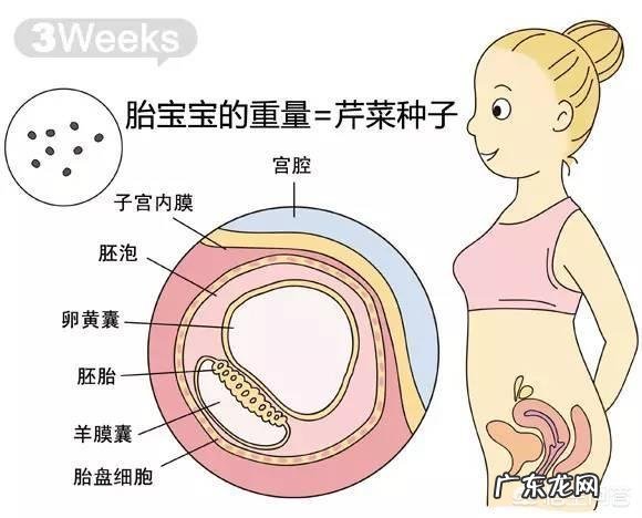 胎儿1-40周的发育过程如何？
