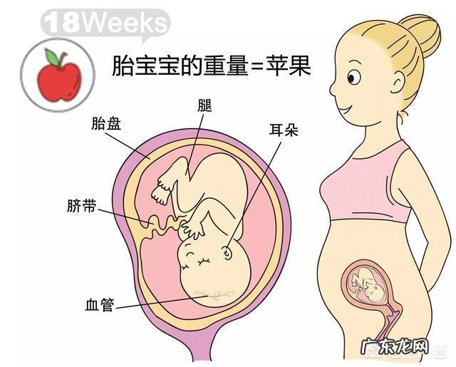 胎儿1-40周的发育过程如何?