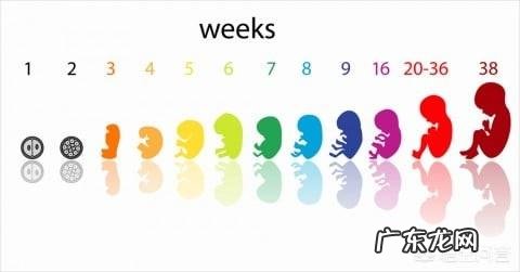 胎儿1-40周的发育过程如何?