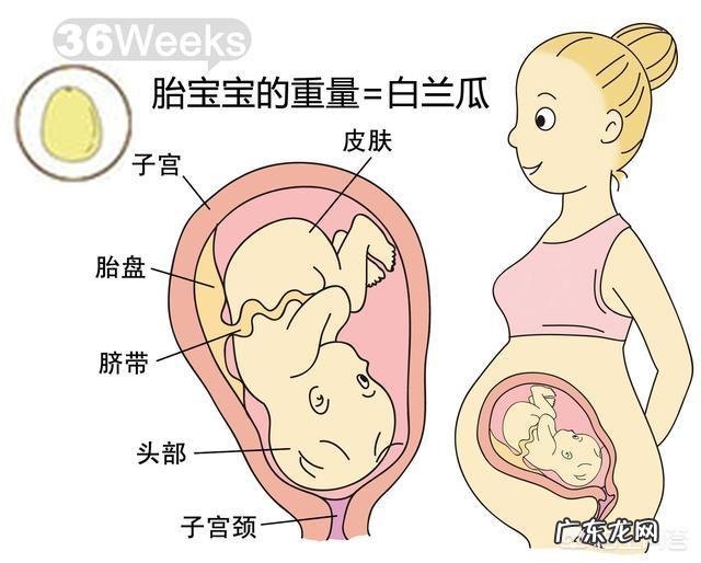胎儿1-40周的发育过程如何?