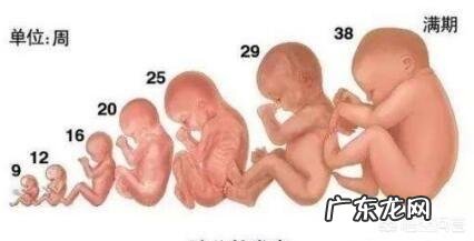 胎儿1-40周的发育过程如何？