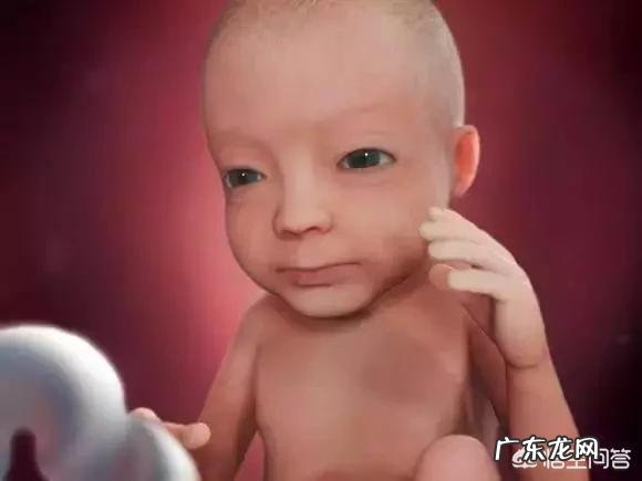 胎儿1-40周的发育过程如何?