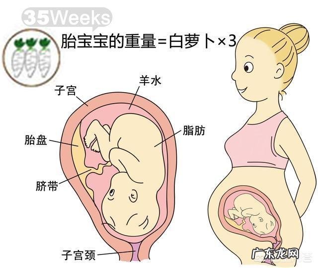 胎儿1-40周的发育过程如何?