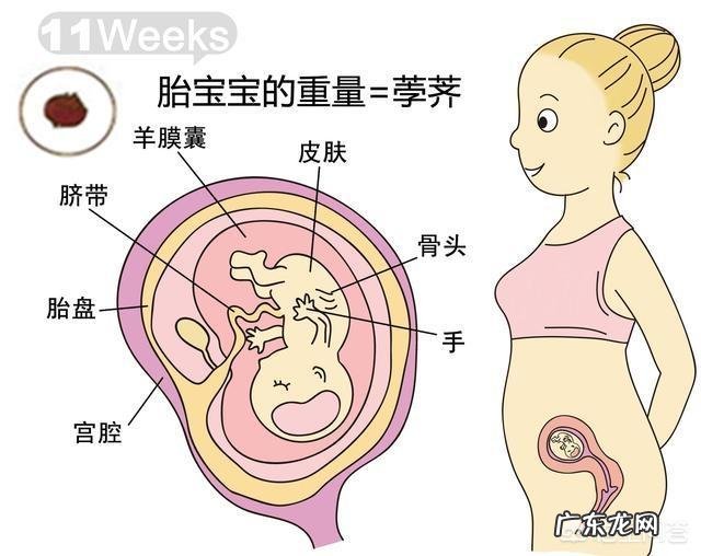 胎儿1-40周的发育过程如何?
