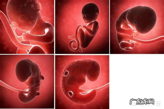 胎儿1-40周的发育过程如何?