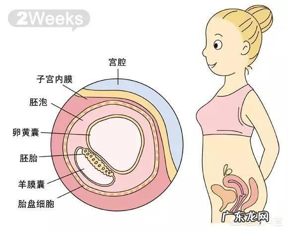 胎儿1-40周的发育过程如何？