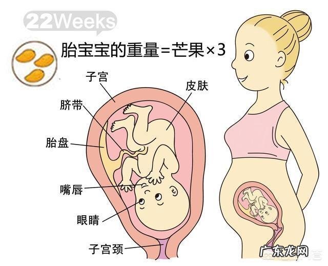 胎儿1-40周的发育过程如何?