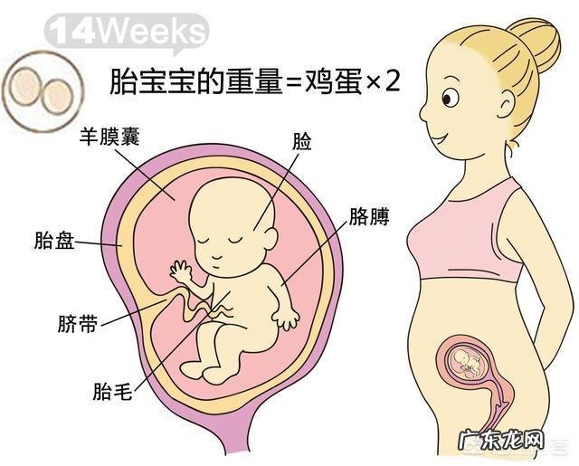 胎儿1-40周的发育过程如何?