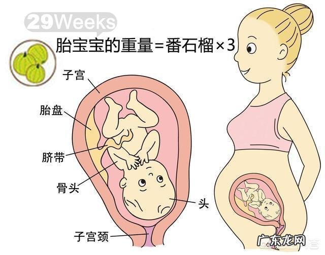 胎儿1-40周的发育过程如何?