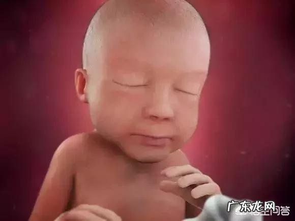 胎儿1-40周的发育过程如何?