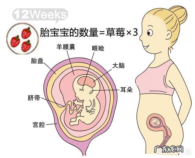 胎儿1-40周的发育过程如何?