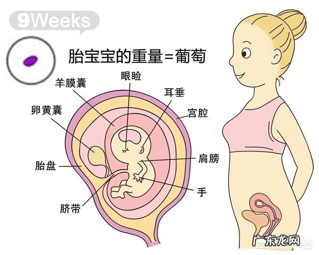 胎儿1-40周的发育过程如何？