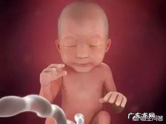 胎儿1-40周的发育过程如何?